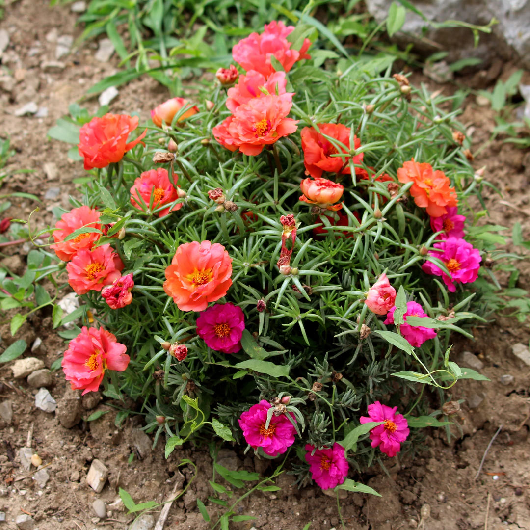 Portulaca Moss Flower Seeds for Planting – Heirloom, Non-GMO, High Germination Organic Garden Seeds