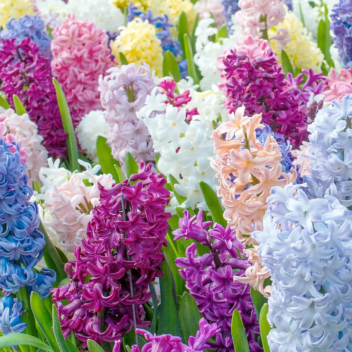 Flower Seeds, Seeds,Seeds For Planting,Plant Seeds