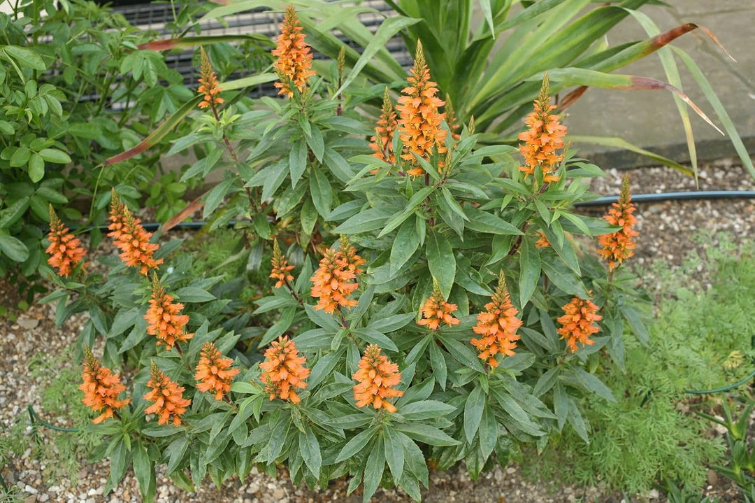 Flower Seeds, Seeds,Seeds For Planting,Plant Seeds