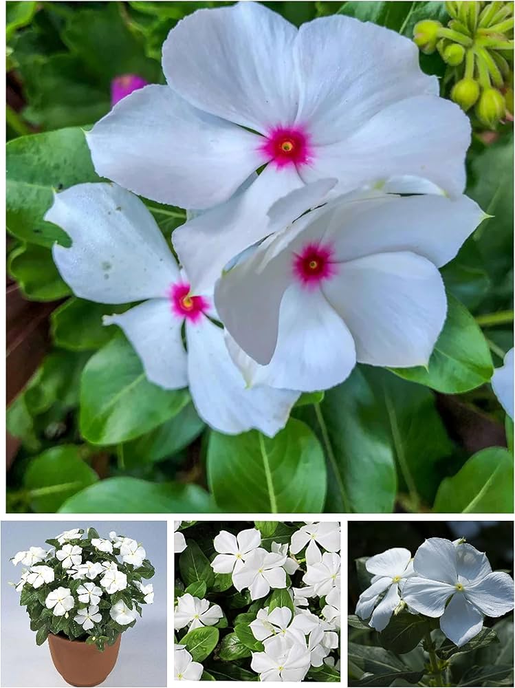 White Pink Periwinkle Flower Seeds for Planting | Heirloom Non-GMO Organic Garden Seeds