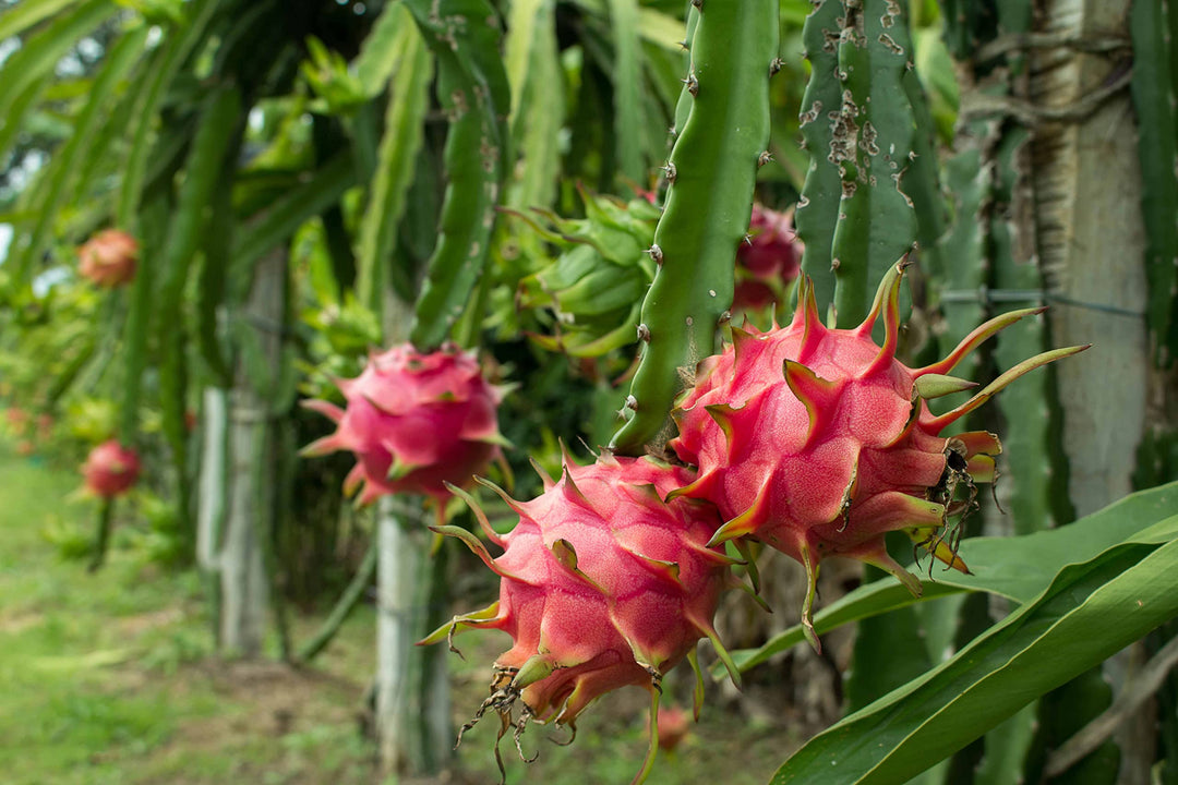 Fruit Seeds,Garden seeds, Seeds For Planting,Plant Seeds