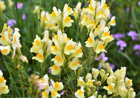 Flower Seeds, Seeds,Seeds For Planting,Plant Seeds