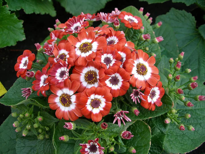 Red Cineraria Flower Seeds for Planting – Heirloom, Non-GMO, High Germination Garden Seeds