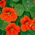 Orange Nasturtium Flower Seeds for Planting – Heirloom, Non-GMO, High Germination Organic Garden Seeds