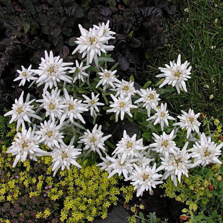 Green White Mountain Flower Seeds for Planting – Heirloom, Non-GMO, Organic Garden Seeds, High Germination