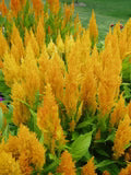 Yellow Astilbe Flower Seeds for Planting – Heirloom, Non-GMO, High Germination Organic Garden Seeds