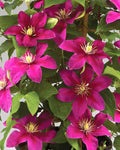 Pink Clematis Flower Seeds for Planting – Heirloom, Non-GMO, Vibrant Color Garden Seeds