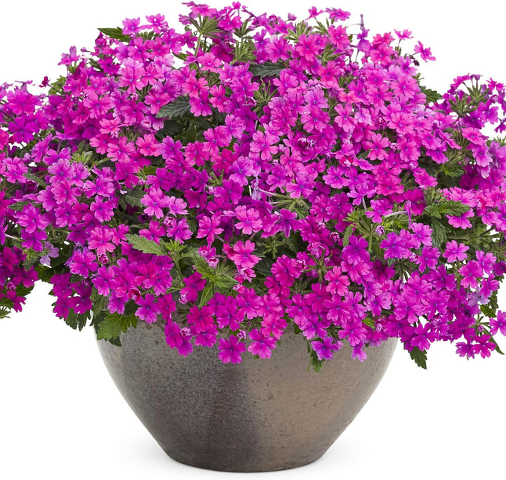 Flower Seeds, Seeds,Seeds For Planting,Plant Seeds