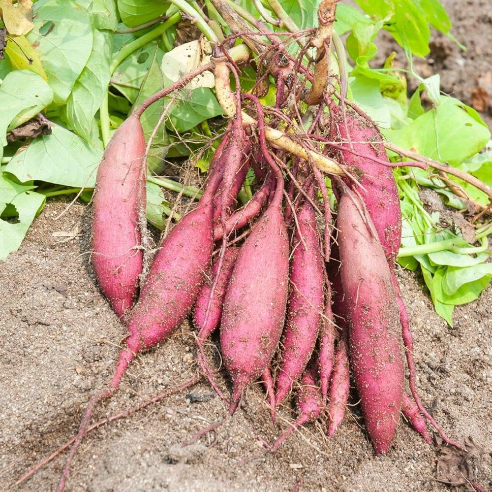 Pink Batatas Potato Vegetable Seeds for Planting – Heirloom & Non-GMO Garden Seeds for Sweet Tubers
