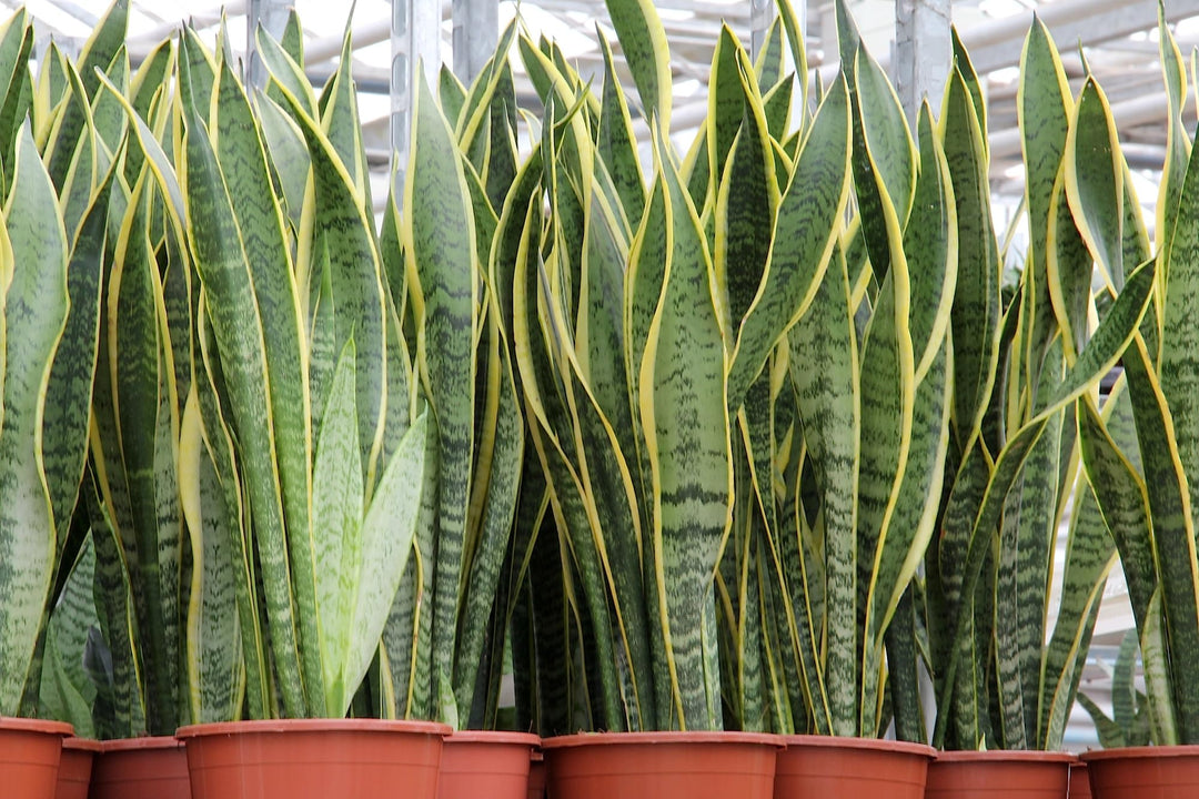 Sansevieria Seeds for Planting Mixed – Pollinator Friendly, Heirloom, Non-GMO, High Germination Organic Garden Seeds