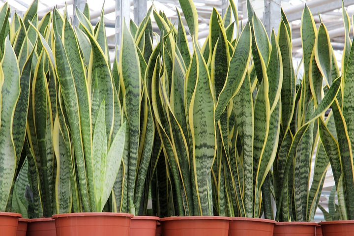 Sansevieria Seeds for Planting Mixed – Pollinator Friendly, Heirloom, Non-GMO, High Germination Organic Garden Seeds