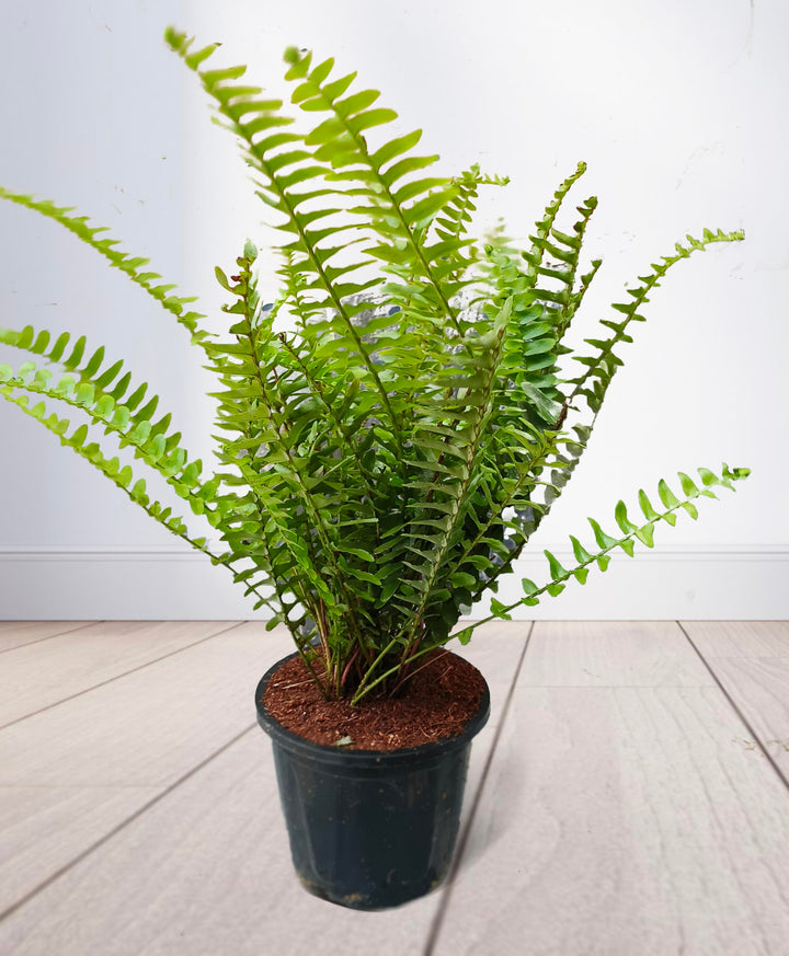 Green Fern Seeds for Planting – Heirloom, Non-GMO, Hardy Variety, High Germination