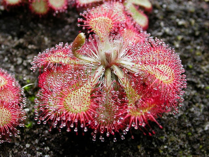 Red Drosera Flower Seeds for Planting – Compact Growth Heirloom Non-GMO, High Germination Organic Garden Seeds