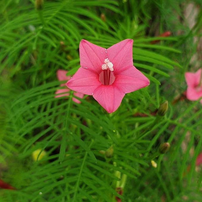Annual Rose Cypress Vine Flower Seeds for Planting – Heirloom, Non-GMO, High Germination, Vibrant Colors