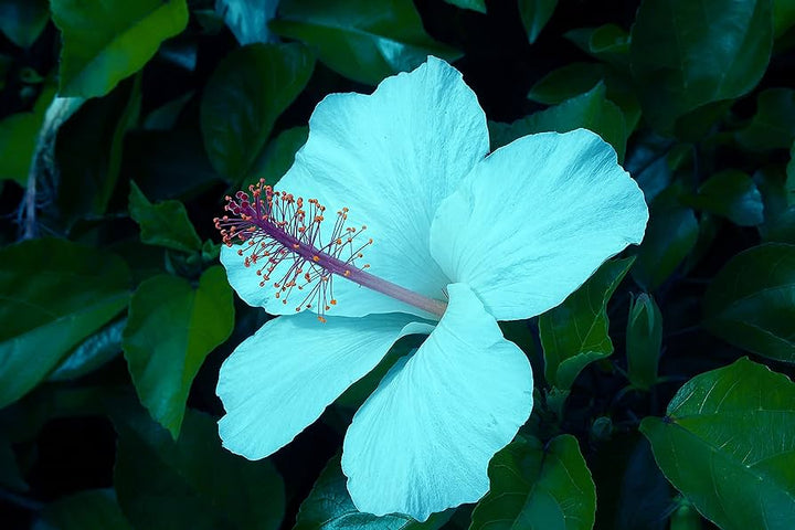 Sea Blue Hibiscus Flower Seeds for Planting – Heirloom, Non-GMO, Border-Friendly Organic Garden Seeds with High Germination