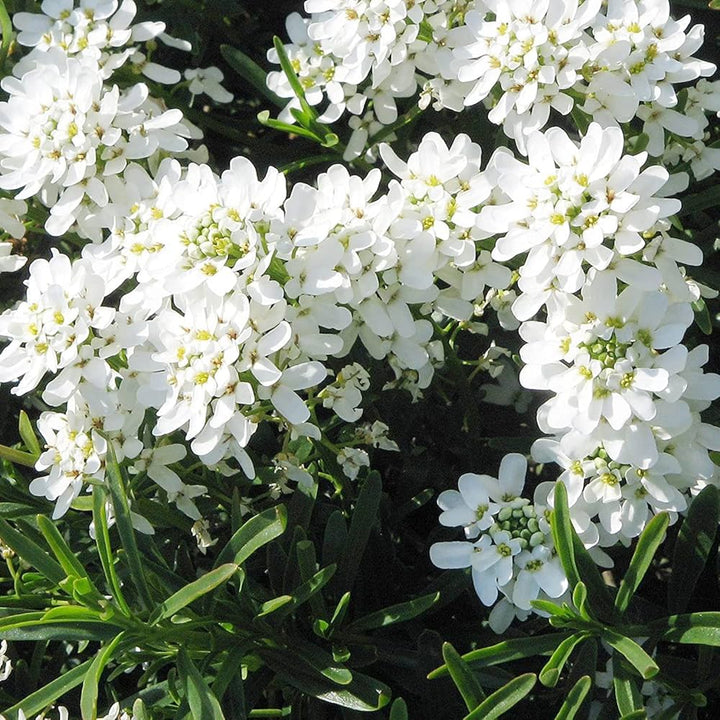 Flower Seeds, Seeds,Seeds For Planting,Plant Seeds