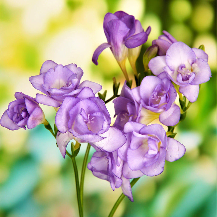 Light Violet Freesia Flower Seeds for Planting – Heirloom, Non-GMO, Shade-Tolerant High Germination Seeds