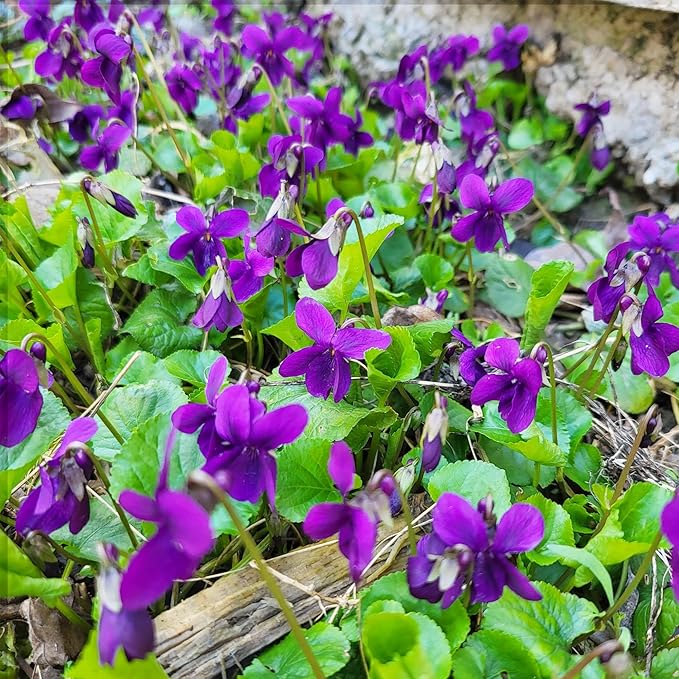 Viola Flower Seeds for Planting – Heirloom, Non-GMO, High Germination, Hardy Organic Garden Seeds