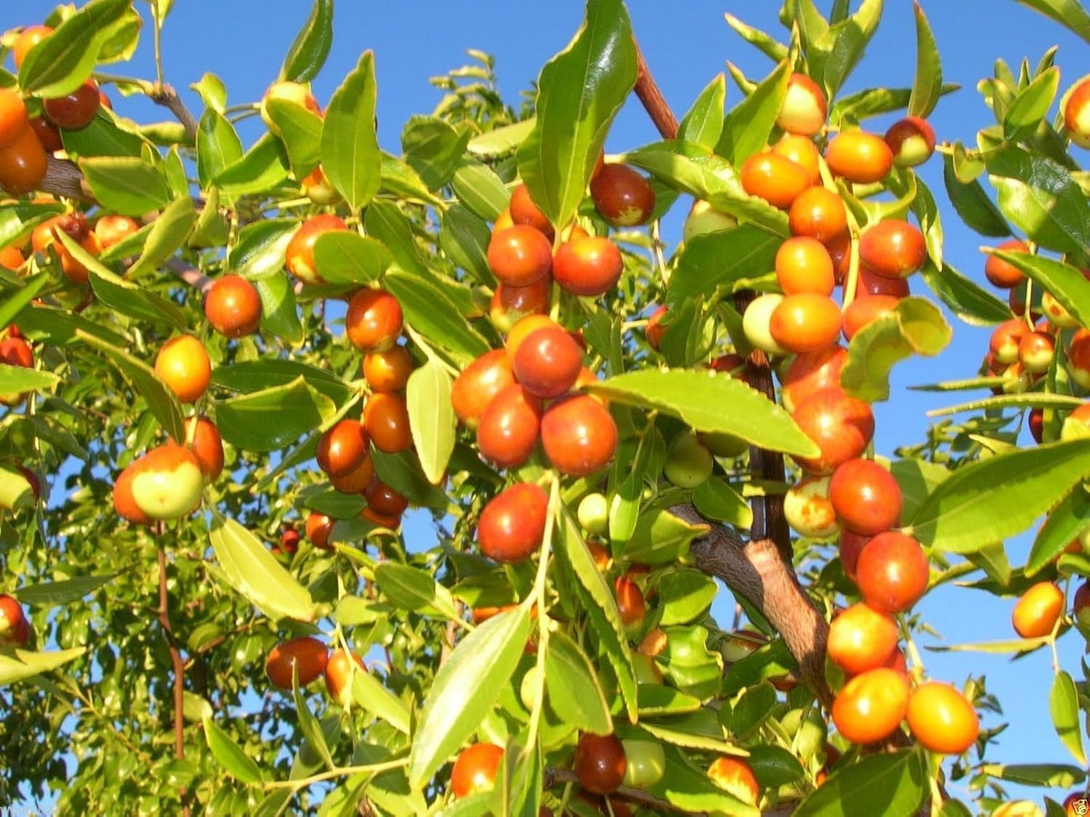 Mauritiana Fruit Seeds for Planting – Heirloom Non-GMO Hardy Tropical Orchard Tree Seeds with High Germination