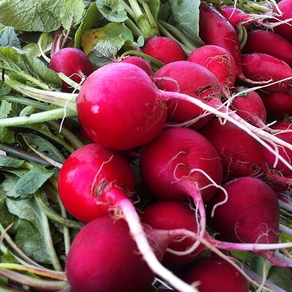 Radish Cherry Belle Seeds – Fast-Growing Heirloom Vegetable for Home Gardens