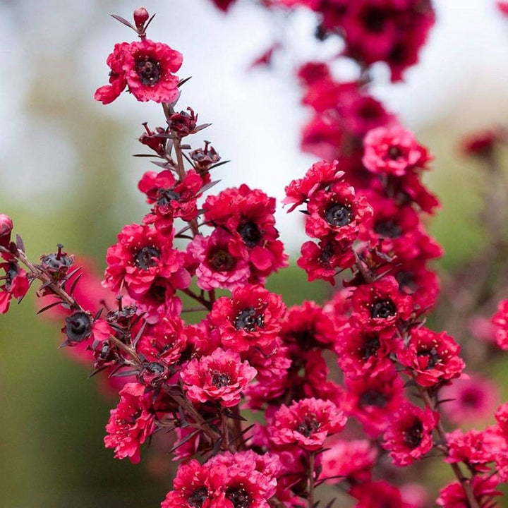 Flower Seeds, Seeds,Seeds For Planting,Plant Seeds