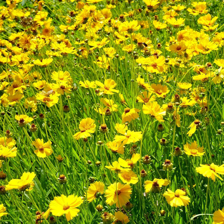 Flower Seeds, Seeds,Seeds For Planting,Plant Seeds
