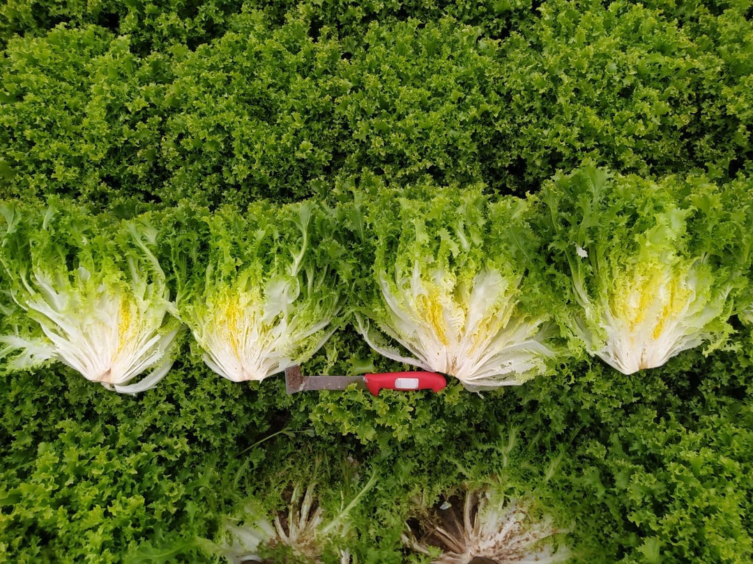 Curly Frisee Endive Lettuce Seeds for Planting – Heirloom, Non-GMO, Leafy Vegetable Garden Seeds – High Germination