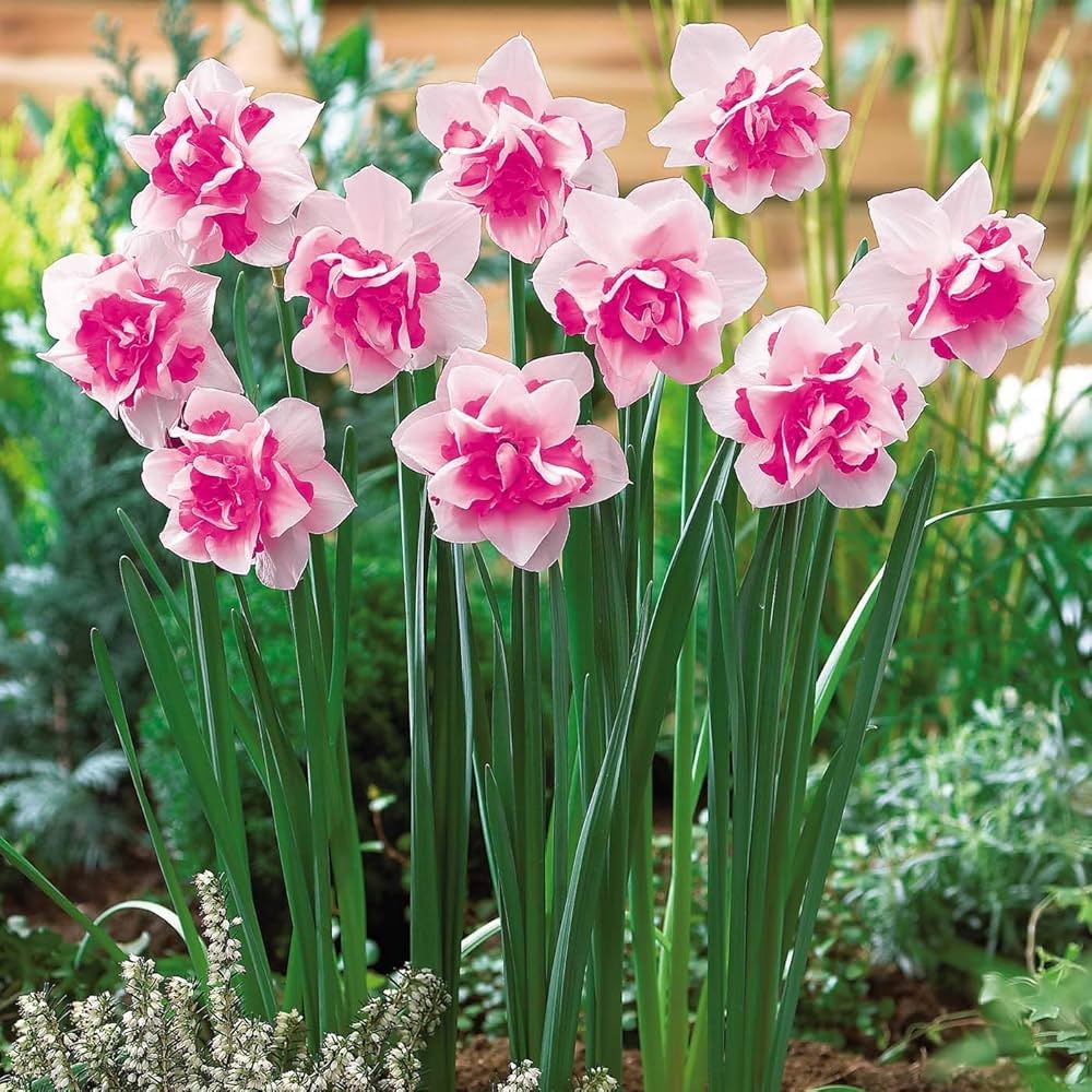 Pink Double Petals Daffodils Seeds for Planting – Heirloom, Non-GMO, Hardy High Germination Variety