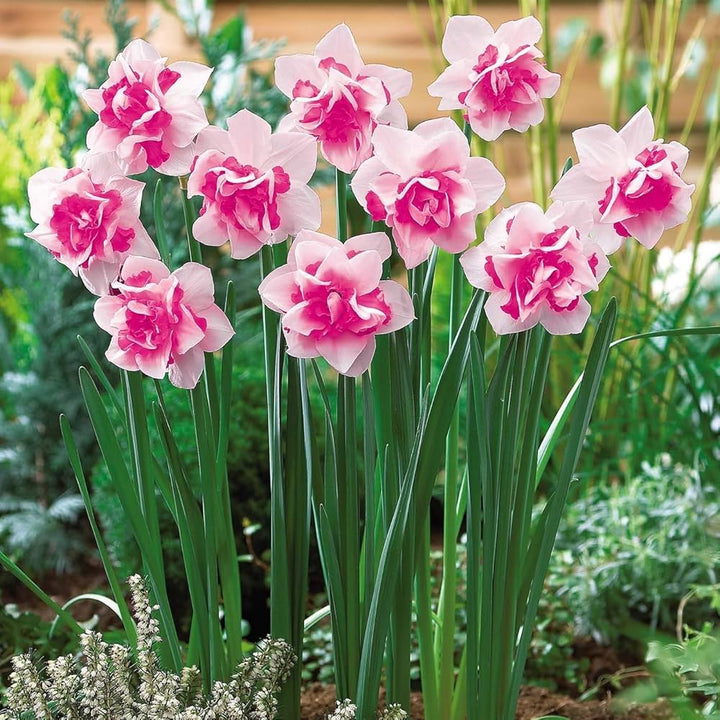 Pink Double Petals Daffodils Seeds for Planting – Heirloom, Non-GMO, Hardy High Germination Variety