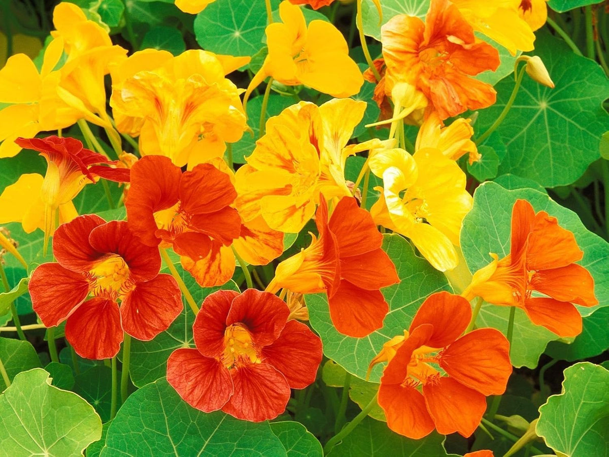 Orange Tropaeolum Majus Flower Seeds - Heirloom, Non-GMO, Drought Tolerant, Organic Garden Seeds
