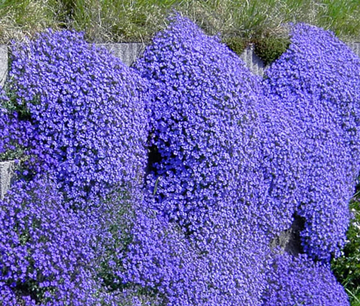 Flower Seeds, Seeds,Seeds For Planting,Plant Seeds