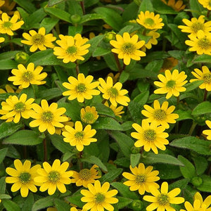 Flower Seeds, Seeds,Seeds For Planting,Plant Seeds