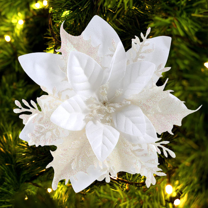 White Poinsettia Seeds for Planting – Heirloom, Non-GMO, Long Bloom Season, High Germination