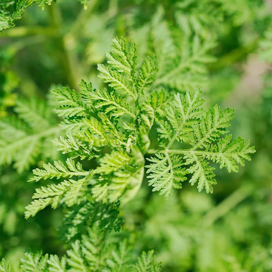 Herb Seeds,Garden seeds, Seeds For Planting,Plant Seeds