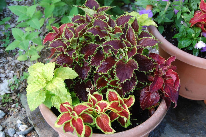 Flower Seeds, Seeds,Seeds For Planting,Plant Seeds