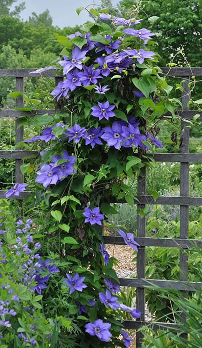 Clematis Flower Seeds for Planting – Shade Tolerant, Heirloom, Non-GMO, High Germination Garden Seeds