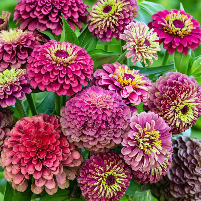 Queeny Lime Red Zinnia Flower Seeds for Planting – Heirloom Non-GMO, High Germination Organic Garden Seeds