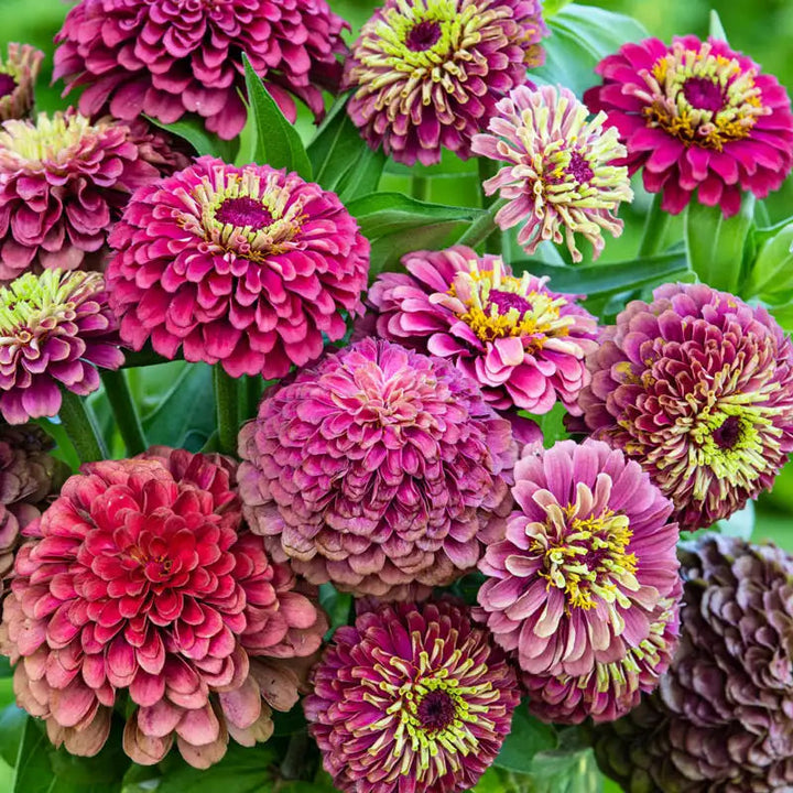 Queeny Lime Red Zinnia Flower Seeds for Planting – Heirloom Non-GMO, High Germination Organic Garden Seeds