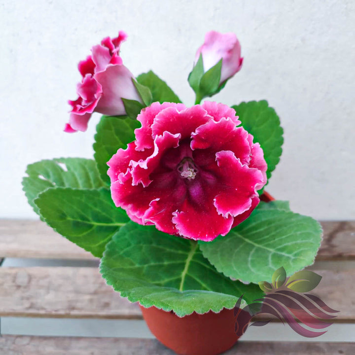 Pink Red Gloxinia Flower Seeds for Planting – Heirloom, Non-GMO, High Germination Organic Garden Seeds