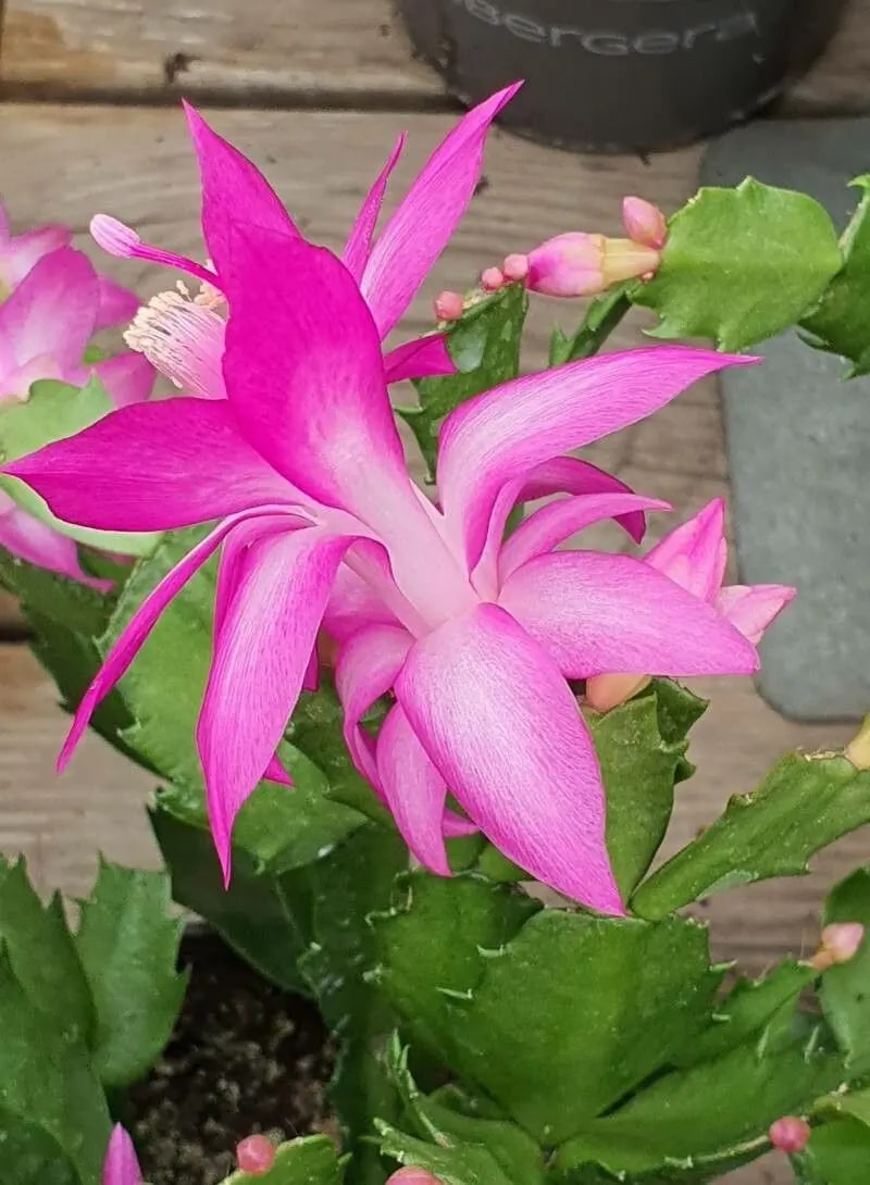 Pink White Schlumbergera Flower Seeds for Planting – Sun Loving, Heirloom, Non-GMO Home Garden Seeds