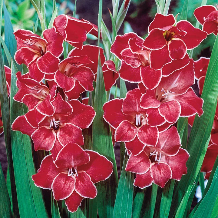 White Dark Red Gladiolus Flower Seeds for Planting – Heirloom, Non-GMO, High Germination Bulbs