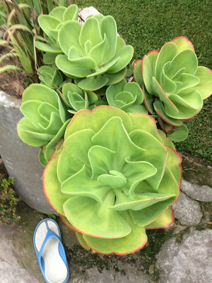 Green Echeveria Pallida Flower Seeds for Planting – Heirloom, Non-GMO, Pollinator Friendly Garden Seeds