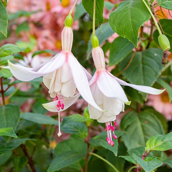 Pink Fuchsia Flower Seeds for Planting – Heirloom, Non-GMO, High Germination Organic Garden Seeds