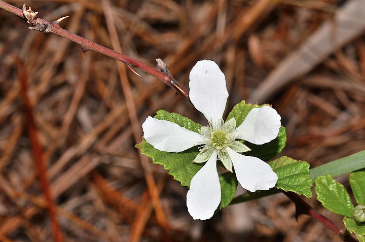 Rubus Cuneifolius Flower Seeds for Planting – Heirloom Non-GMO High Germination Organic Garden Seeds