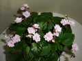 African Violet Light Pink Flower Seeds for Planting - Heirloom, Non-GMO, High Germination Organic Garden Seeds