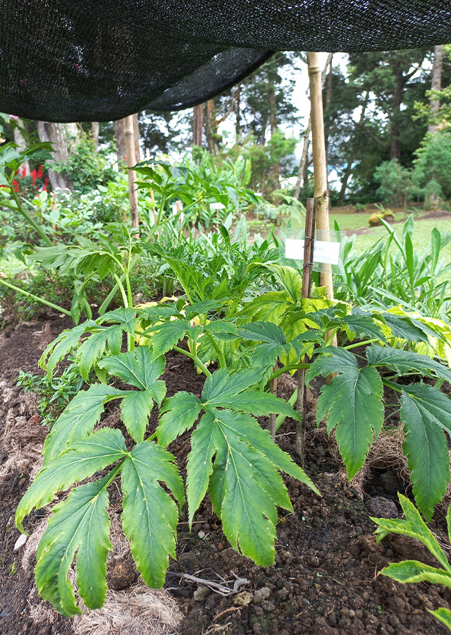 ashitaba plant seeds Ashitaba Japanese Green Vegetable Seeds for Planting – Heirloom Non-GM – Earthechoseeds