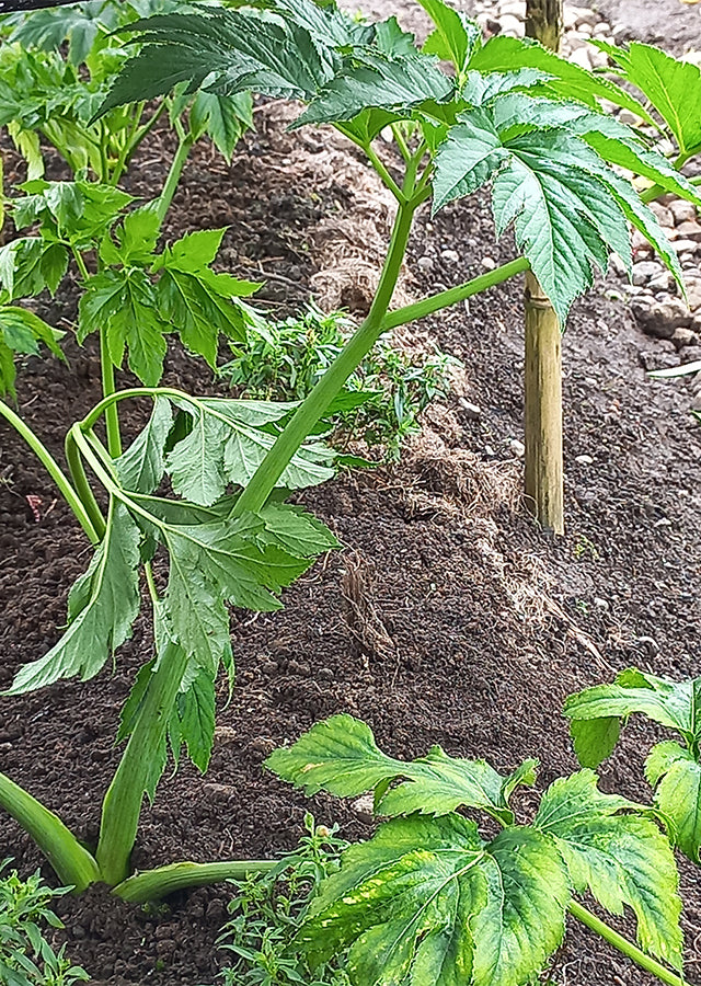 Ashitaba Japanese Green Vegetable Seeds for Planting – Heirloom Non-GMO Organic Garden Seeds