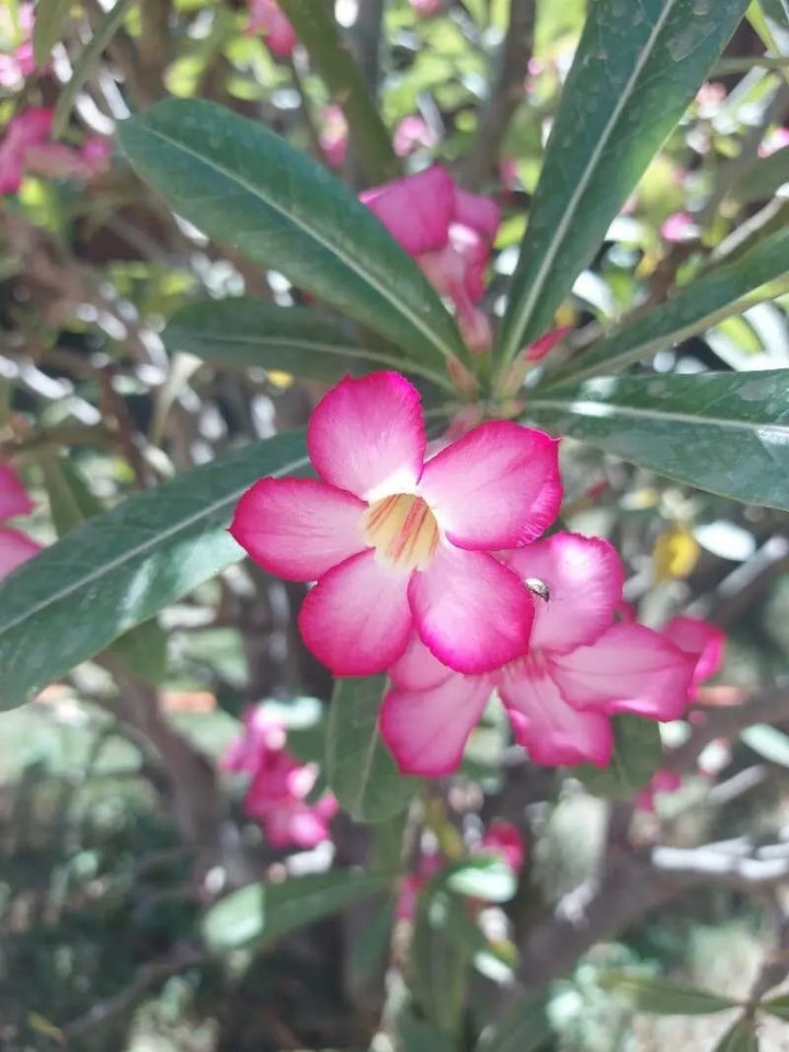 Pink Adenium Obesum Flower Seeds for Planting – Shade Tolerant, Heirloom, Non-GMO Home Garden