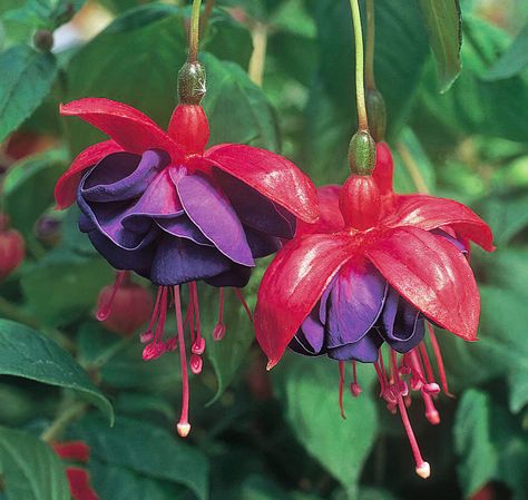 Red Purple Fuchsia Flower Seeds for Planting – Heirloom, Non-GMO, High Germination Organic Garden Seeds