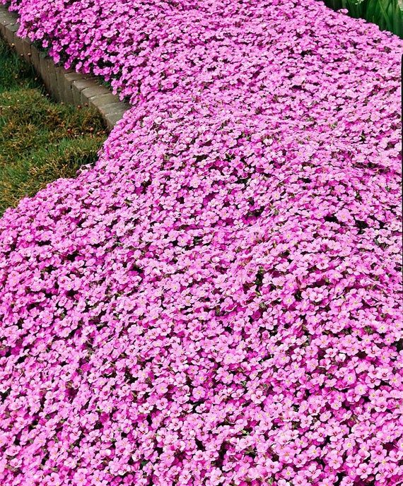 Pink White Rock Cress Flower Seeds for Planting – Heirloom, Non-GMO, Bright Blooms, High Germination